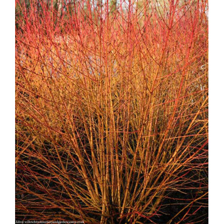 Cornus sanguinea svíb C3L/ 60-80