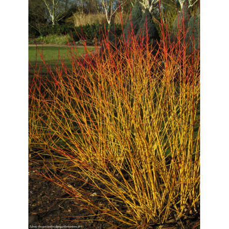 Midwinter Fire cornus sanguinea svíb C3L/ 50-60