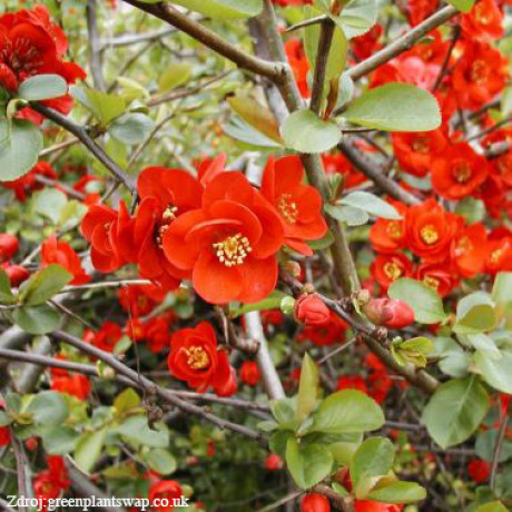 Chaenomeles japonica dulovec japonský C2L/ 30-40