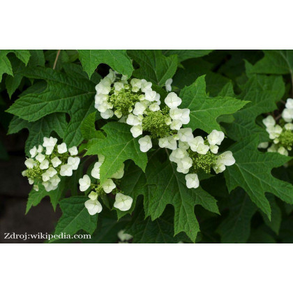 Quercifolia hydrangea hortenzia C3L/ 30-40