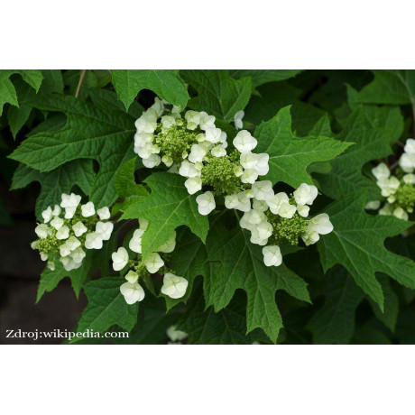 Quercifolia hydrangea hortenzia C3L/ 30-40