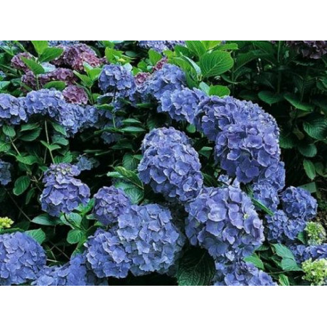 Bodensee hydrangea macrophylla hortenzia C2L/ 20-25