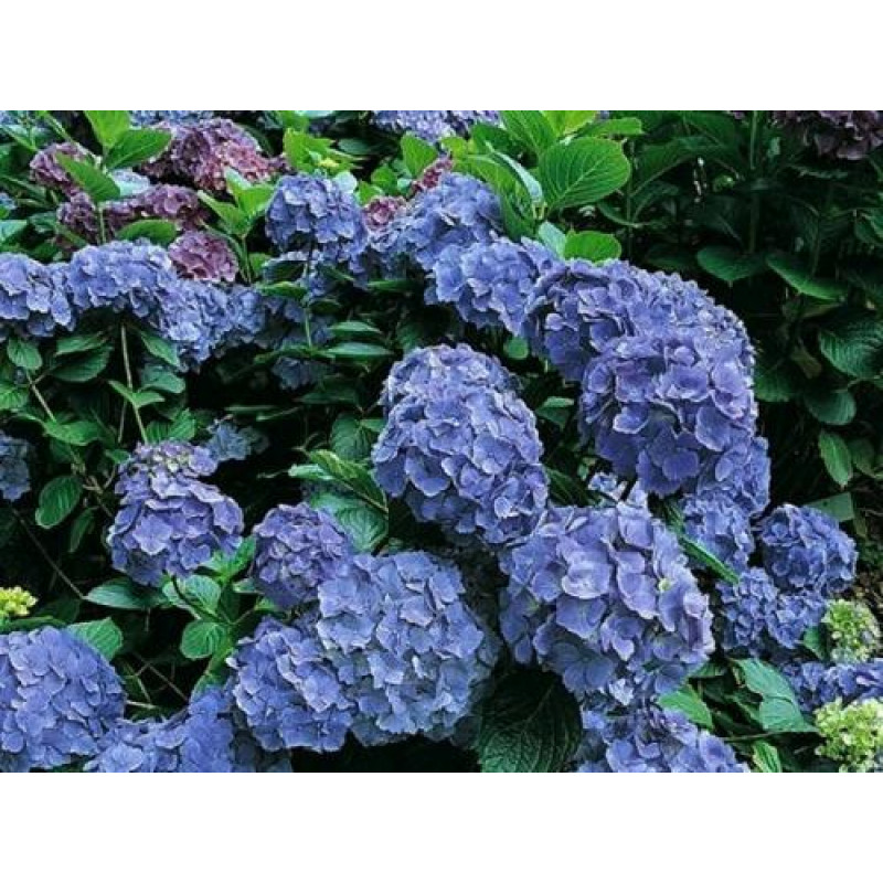 Bodensee hydrangea macrophylla hortenzia C2L/ 20-25