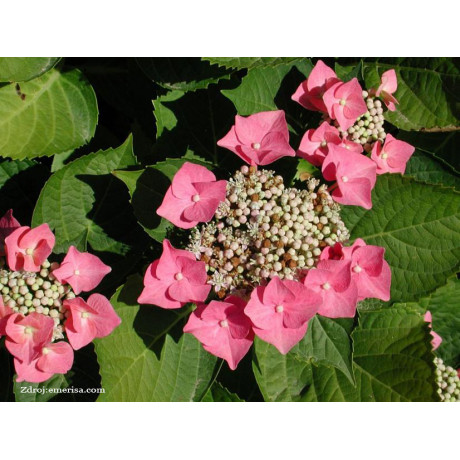 Taube hydrangea macrophylla hortenzia C2L/ 20-25