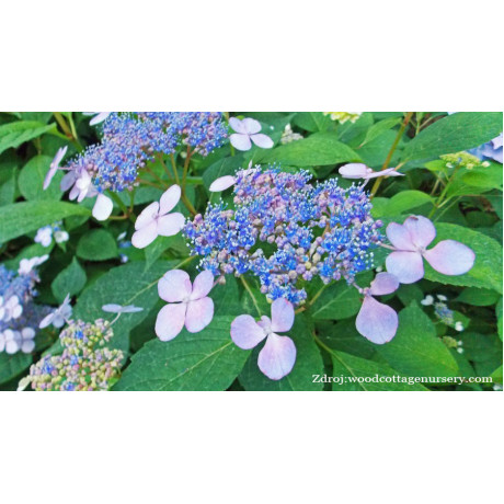 Blue Wave / Mariesii Perfecta hydrangea macrophylla hortenzia C2L/ 20-25