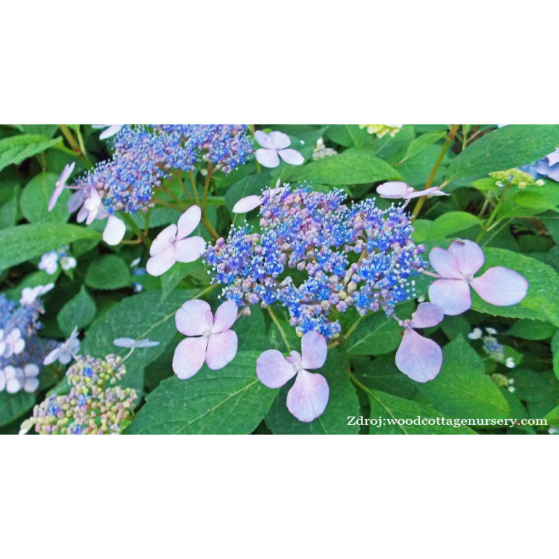 Blue Wave / Mariesii Perfecta hydrangea macrophylla hortenzia C2L/ 20-25