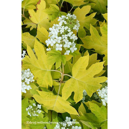 Little Honey hydrangea quercifolia hortenzia C3L/ 25-30