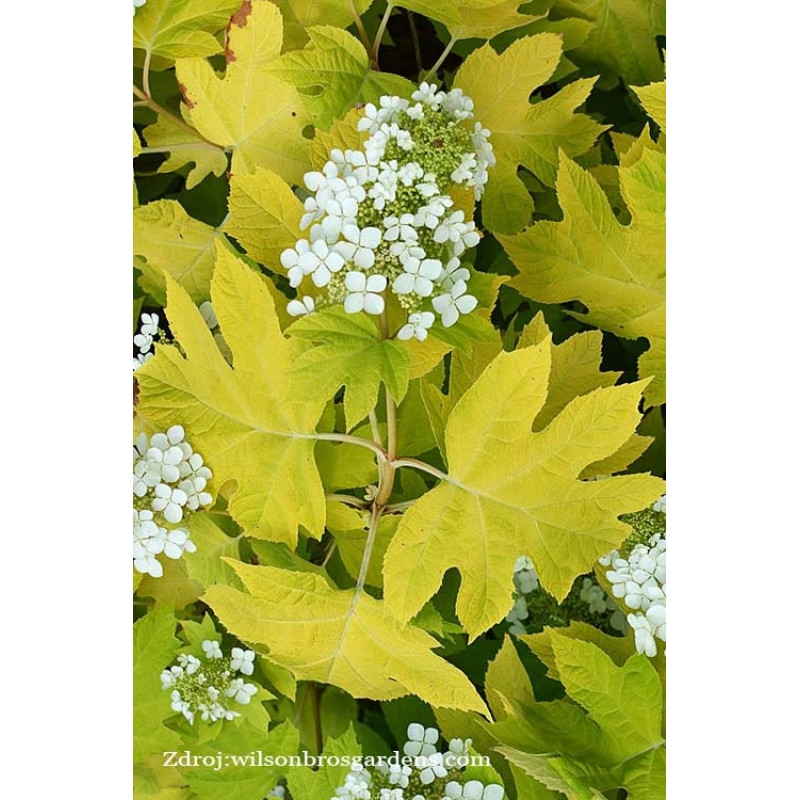 Little Honey hydrangea quercifolia hortenzia C3L/ 25-30