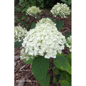 Strong Annabelle hydrangea arborescens hortenzia C5L