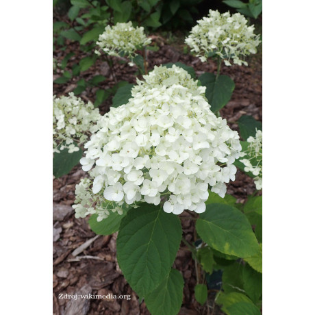 Strong Annabelle hydrangea arborescens hortenzia C5L