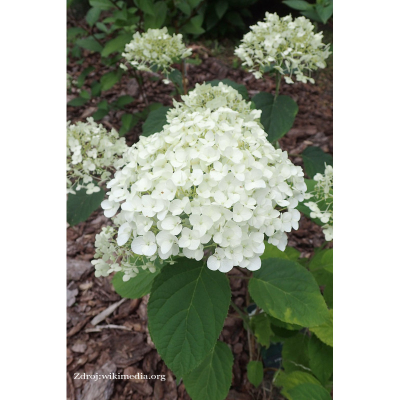 Strong Annabelle hydrangea arborescens hortenzia C5L