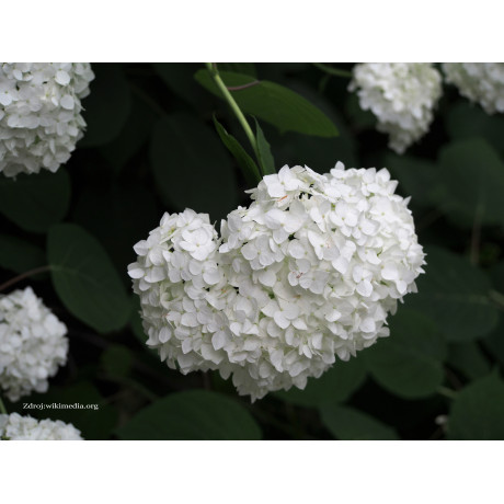 Grandiflora hydrangea paniculata hortenzia C3L/ 40-50