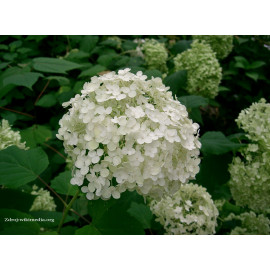 Annabelle hydrangea arborescens hortenzia stromček..