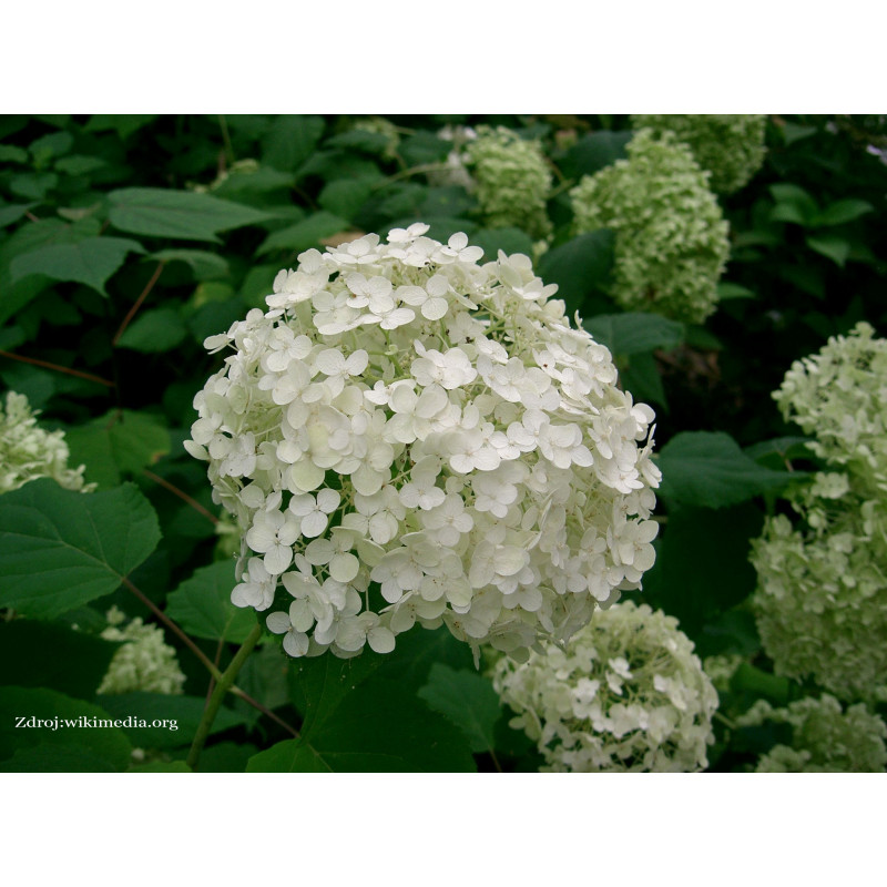 Annabelle hydrangea arborescens hortenzia stromčeková C2L/ 30-40 