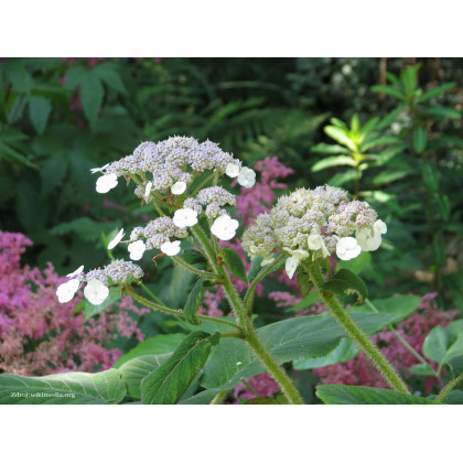 Villosa hydrangea hortenzia C3L/ 25-30