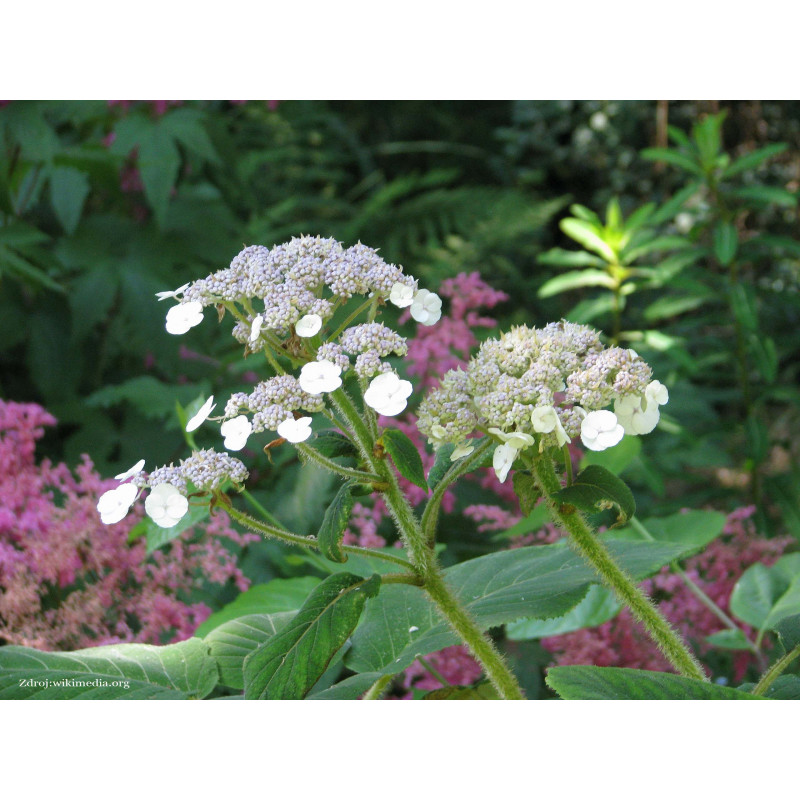 Villosa hydrangea hortenzia C3L/ 25-30