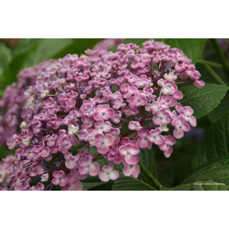 Ayesha hydrangea macrophylla hortenzia C2L/ 20-25