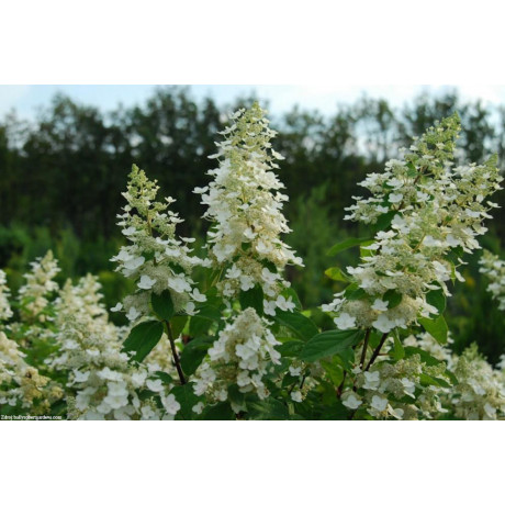 Kyushu hydrangea paniculata hortenzia C3L/ 40-50