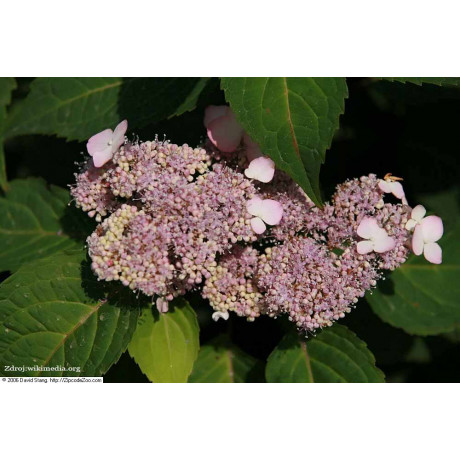 Benigaku hydrangea serrata hortenzia C2L/ 25-30