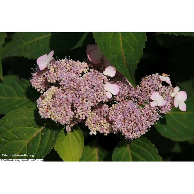 Benigaku hydrangea serrata hortenzia C2L/ 25-30