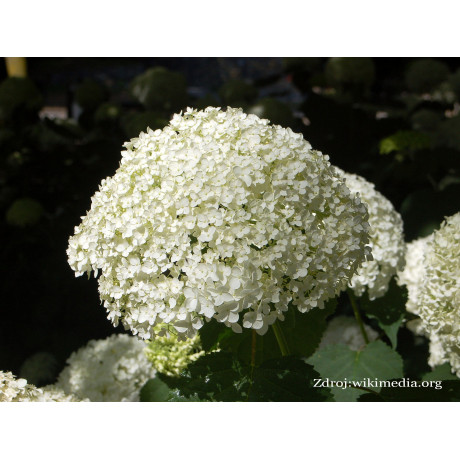 Mariesii hydrangea macrophylla hortenzia C2L/ 20-25