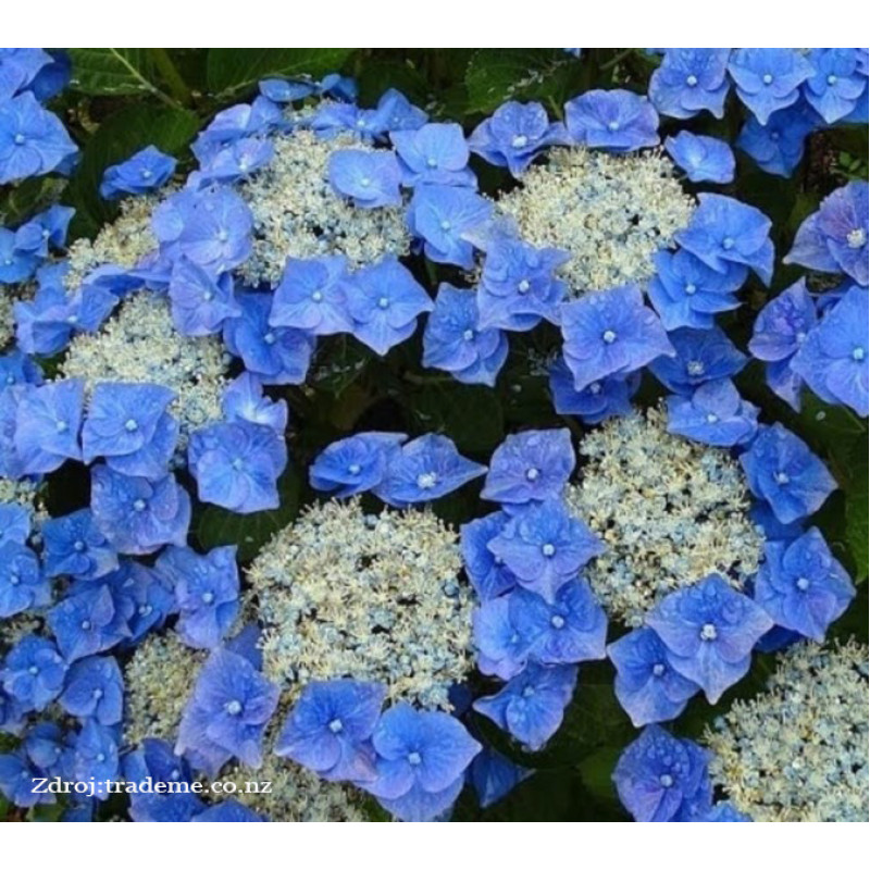 Blaumeise hydrangea macrophylla hortenzia