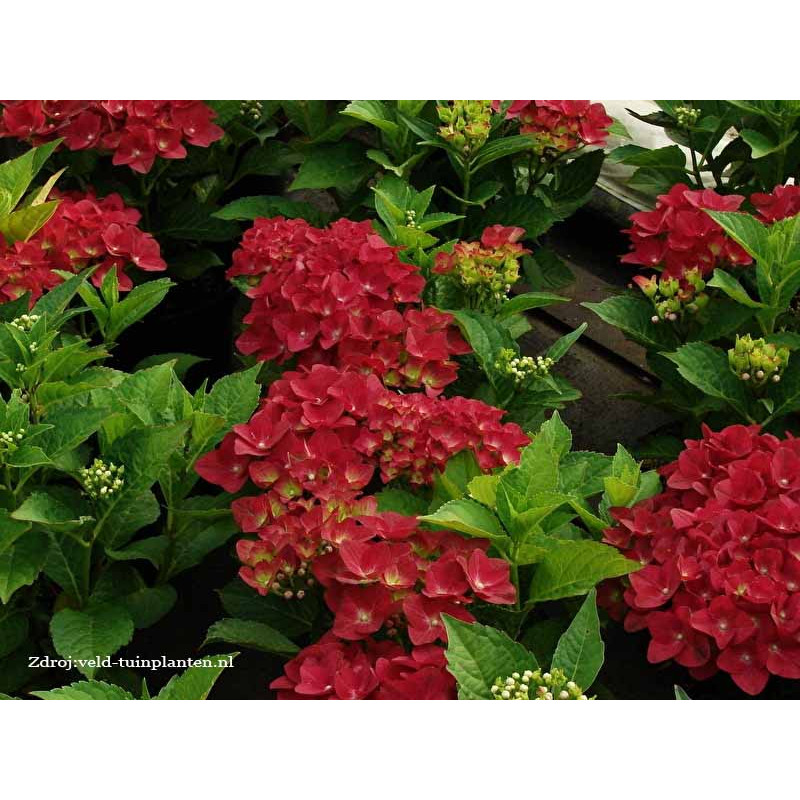 Green Shadow hydrangea macrophylla hortenzia C2L