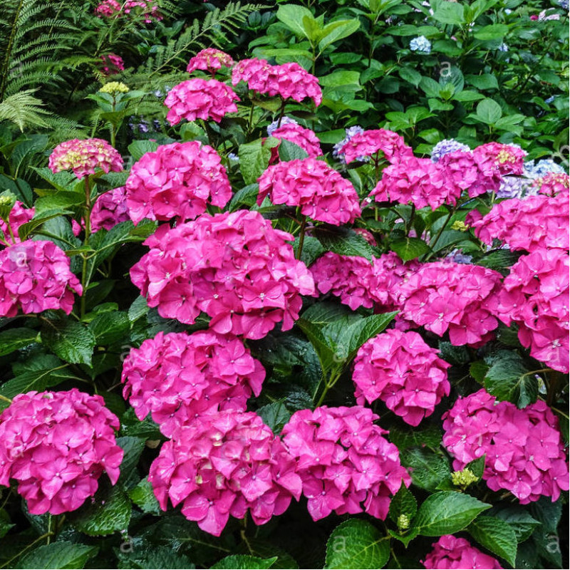 Altona hydrangea macrophylla hortenzia C2L/ 20-25