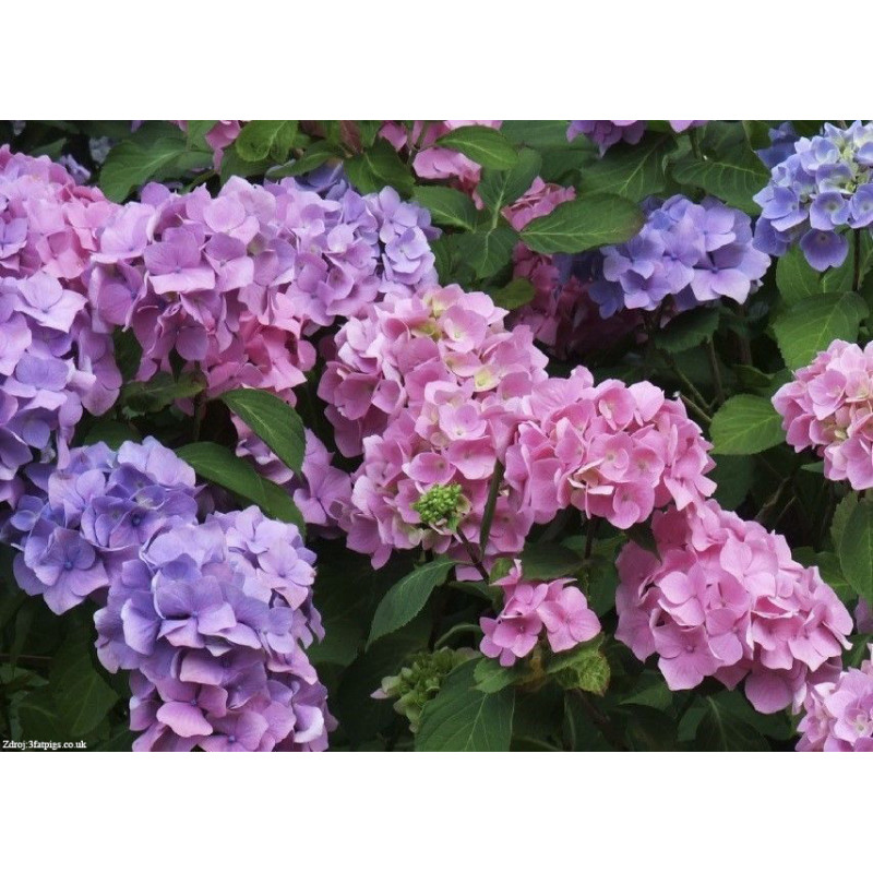 Bouquet Rose hydrangea macrophylla hortenzia C2L/ 20-25