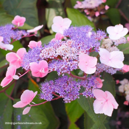 Hot Chocolate hydrangea aspera hortenzia C3L