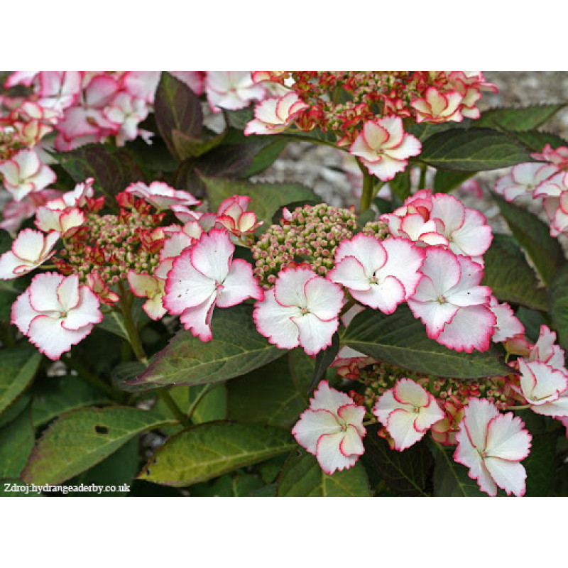 Love You Kiss hydrangea macrophylla hortenzia C5L/ 30-40