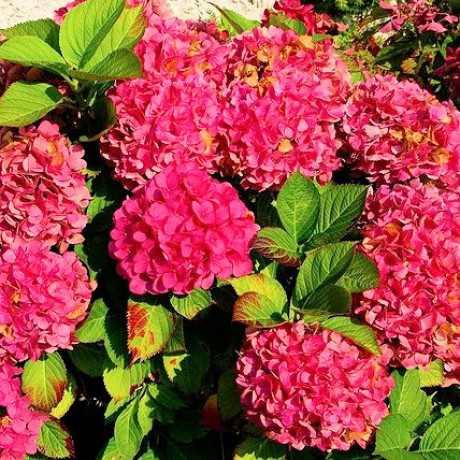 Alpengluhen hydrangea macrophylla hortenzia C2L/ 20-25