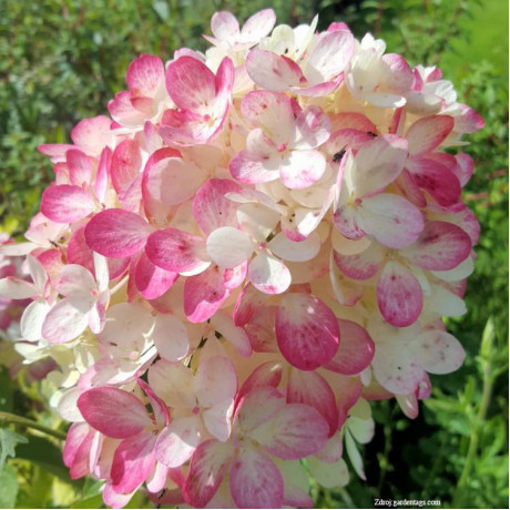 Diamond Rouge Rendia hydrangea paniculata hortenzia C3L