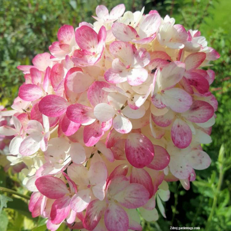 Diamond Rouge Rendia hydrangea paniculata hortenzia C3L