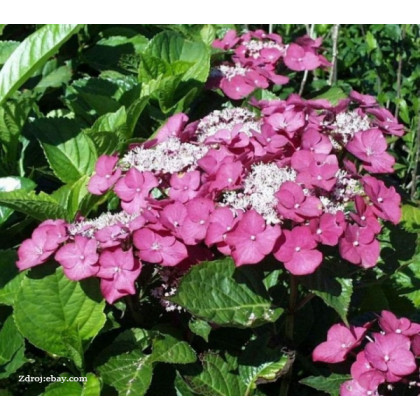 Rotkehlchen ´Robin´ hydrangea macrophylla hortenzia C2L/ 20-25