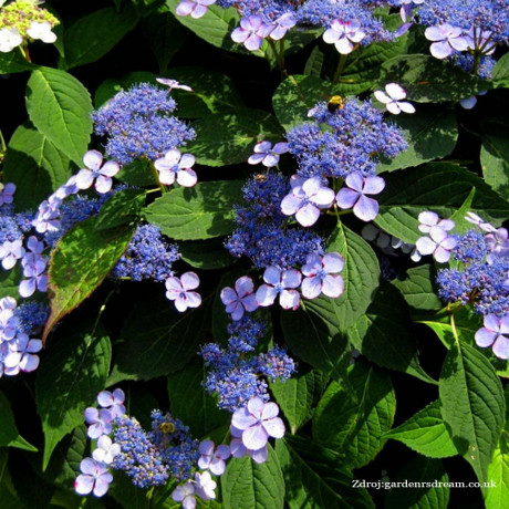 Bluebird hydrangea serrata hortenzia C2L/ 25-30