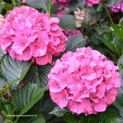 Sibilla hydrangea macrophylla hortenzia C2L/ 20-25