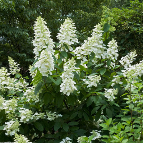 Tardiva hydrangea paniculata hortenzia C3L/ 40-50