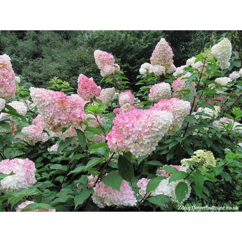 Vanille Fraise hydrangea paniculata hortenzia C3L/ 40-50