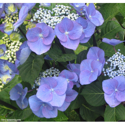 Zorro hydrangea macrophylla hortenzia C5L/ 30-40