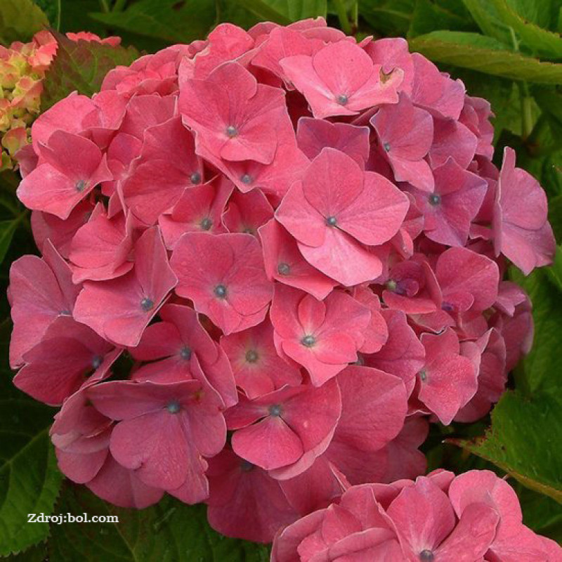 King George VII hydrangea macrophylla hortenzia C2L/ 20-25