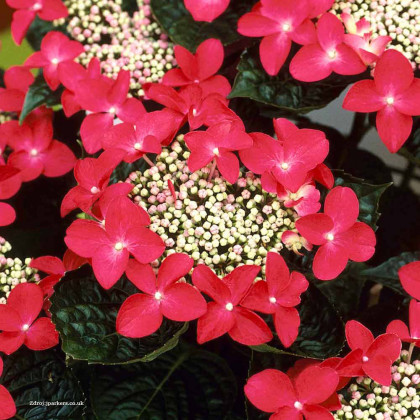 Lady in Red hydrangea macrophylla hortenzia C2L