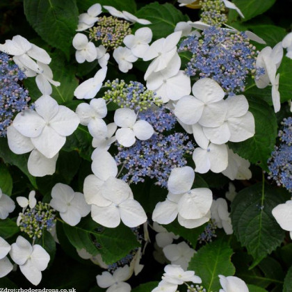 Libelle hydrangea macrophylla hortenzia C2L/ 20-25