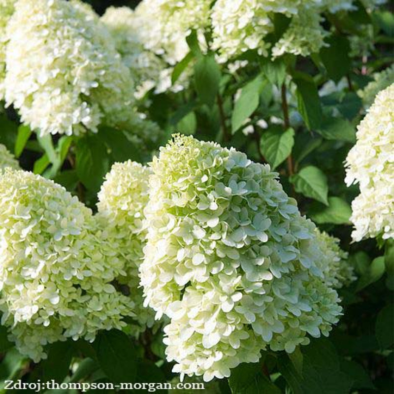 Limelight hydrangea paniculata hortenzia C3L/ 30-40