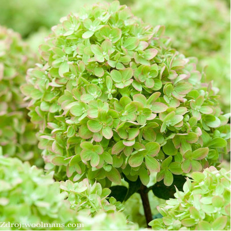 Little Lime hydrangea paniculata hortenzia C3L