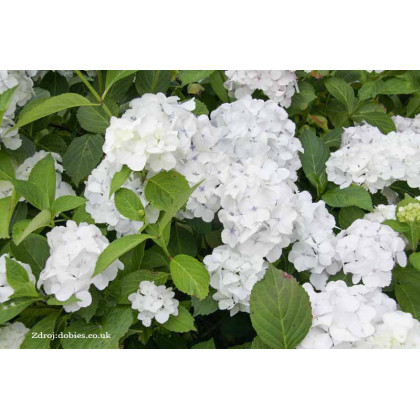 Madame Emile Moulliere hydrangea macrophylla hortenzia C2L/ 20-25