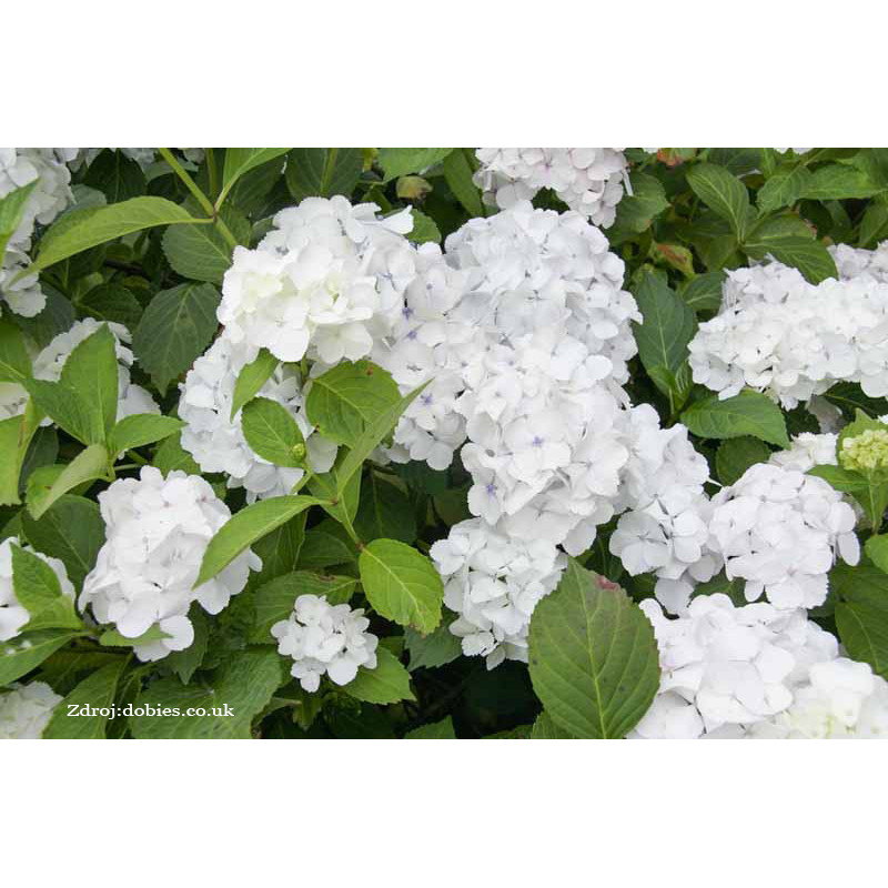 Madame Emile Moulliere hydrangea macrophylla hortenzia C2L/ 20-25