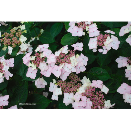 Mariesii Grandiflora / White Wave hydrangea macrophylla hortenzia C2L/ 20-25