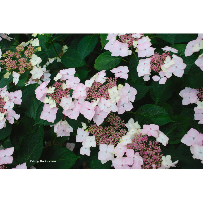 Mariesii Grandiflora / White Wave hydrangea macrophylla hortenzia C2L/ 20-25