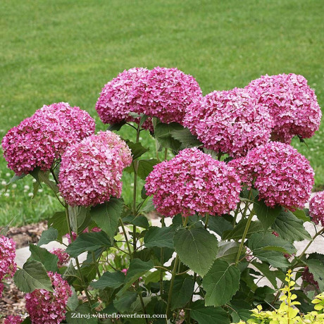 Mauvette hydrangea aspera hortenzia C3L/ 30-40